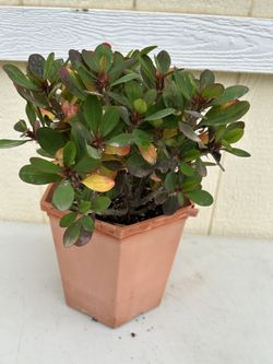 Crown Of Thorns Plant In Old Plastic Pot 