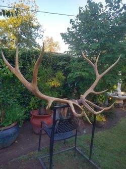Decoration Elk Antlers 