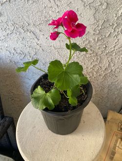 1 Gallon Pot Horseshoe Geranium - Pelargonium Zonale - Indoor Outdoor Plant - Purple Flowers Year Round - Rooted & Established - Drought Resistant 🌺