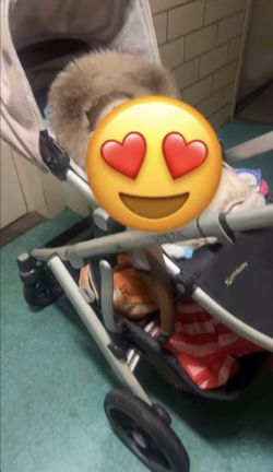 UppaBaby Vista Stroller