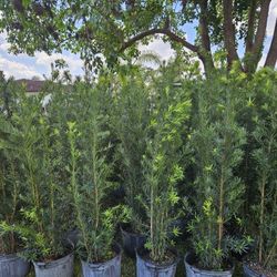 podocarpus staring $22 fastl sale Instant Privacy Hedge