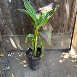 Canna Lilly 