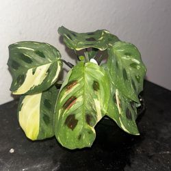 Maranta Leuc. Variegata