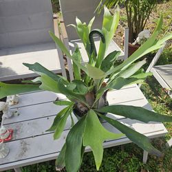 Staghorn Ferns 8 " pot live plants