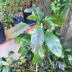 Avocado Tree