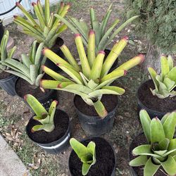Bromeliad Red/Purple Tipped