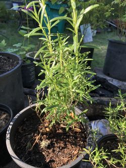 Rosemary Plant