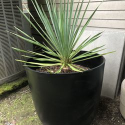 Large Yucca Plant In Black Pot 