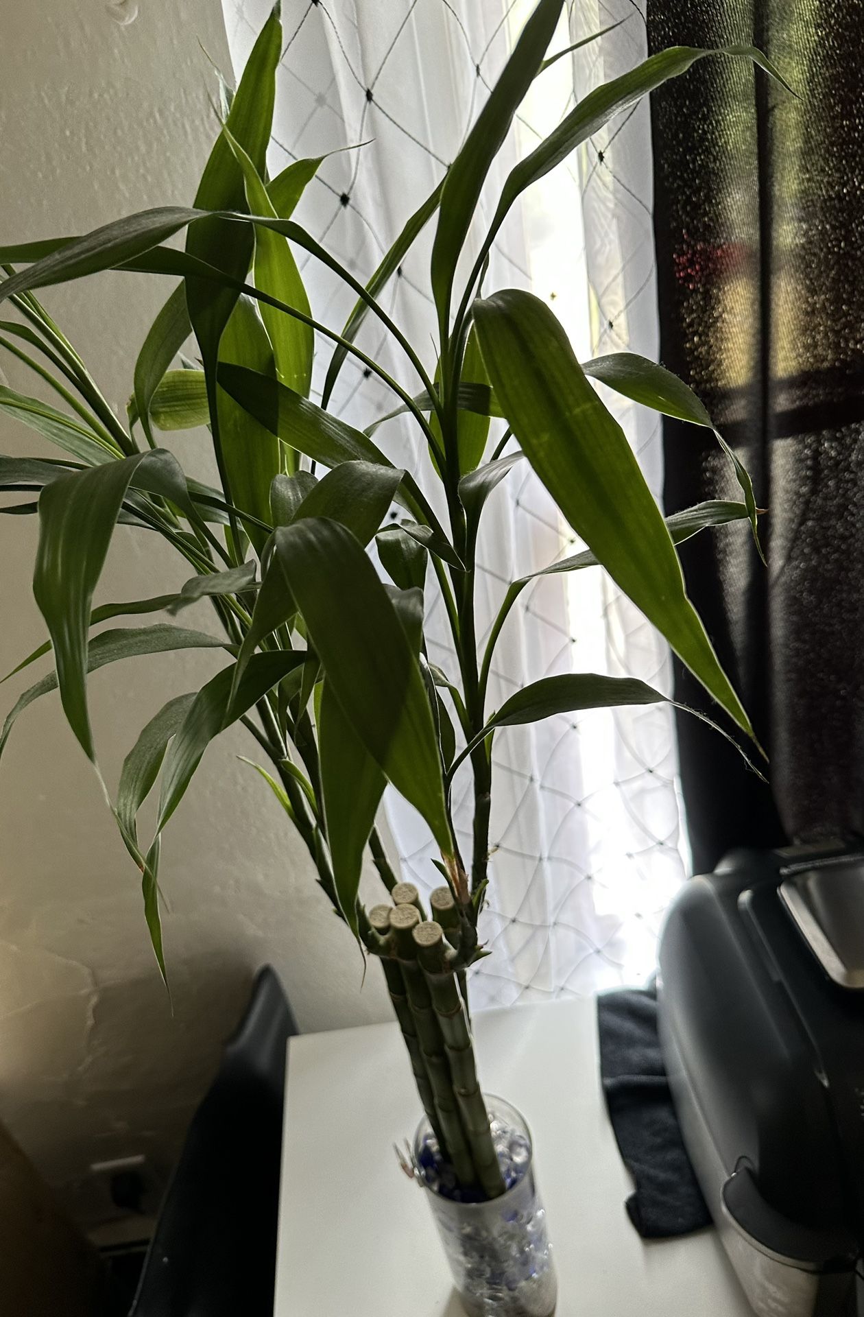 Bamboo Plant