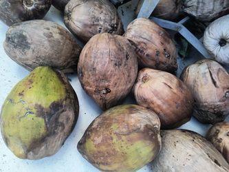 Fresh Organic Coconuts