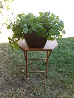 Para Sombra, Plantas.