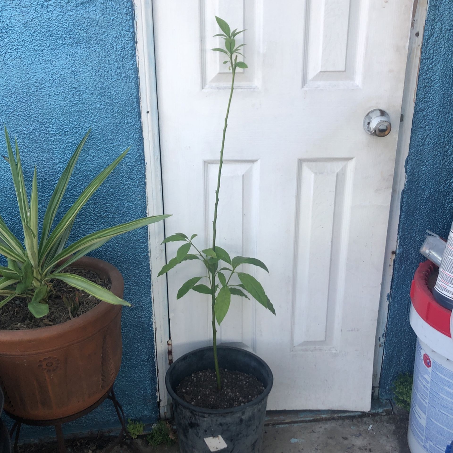 Planta De Aguacate