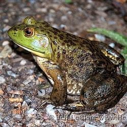 Bullfrog