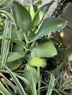 Oreja De Burro Calanchoe