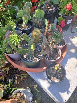 Cactus Y Suculentas