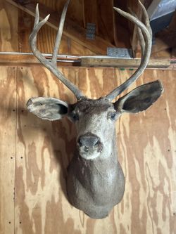 Mule Deer Head