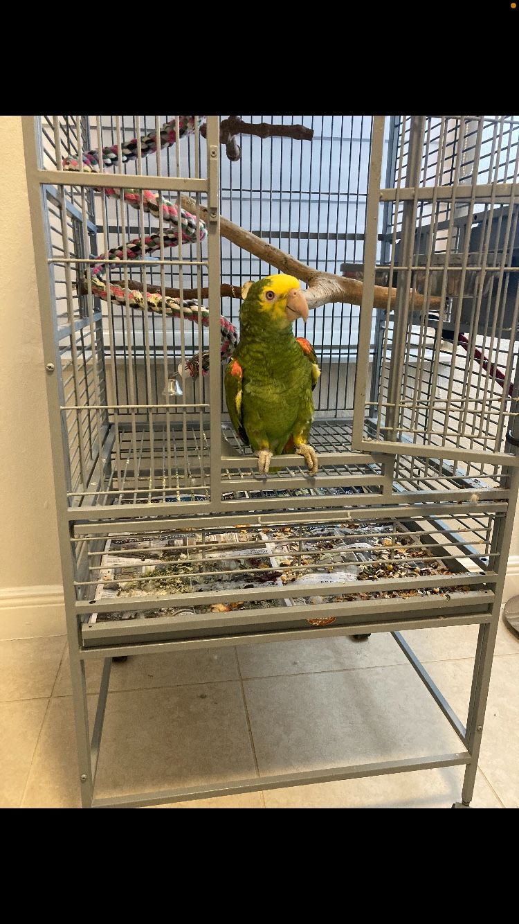 Amazon Parrot