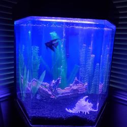 Custom Fish Tank (complete set up)