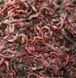 Red Wiggler Composting Worms / Bait Fishing 1 Pound