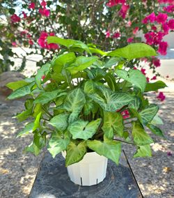 Syngonium Batik Arrowhead Plant Medium