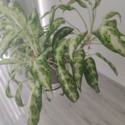 Gourges Real Plant,And Ceramic Vase 