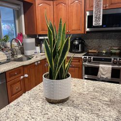 modern Snakes Plant Sansevieria Real Plant And Pot 24" 24" height  8.8" pot  Purifies house and bring positive and good energy to house and peace 