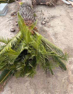 Sago Palms