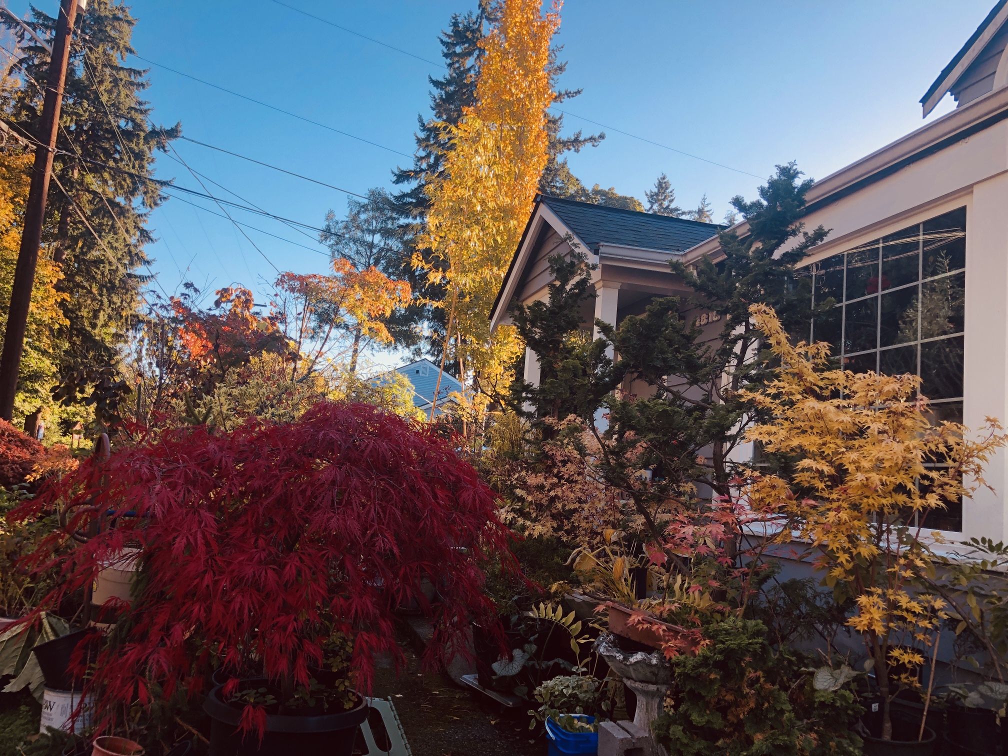 Japanese Maple Tree(laceleaf)