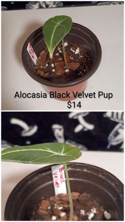 Alocasia black velvet
