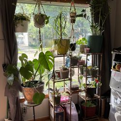 Plants For Sale - Scroll Through Pictures 