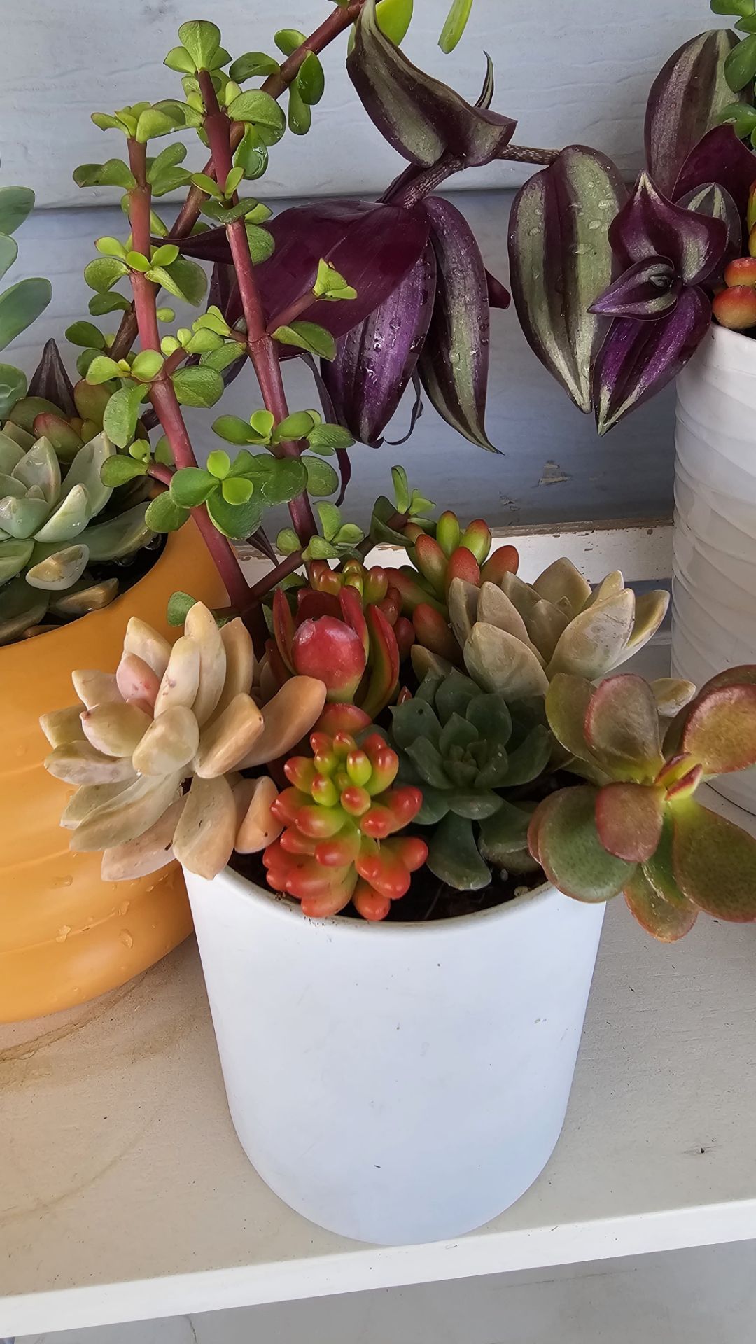 Succulents With Pot