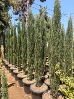 Italian cypress 20 gallons  8-9 Feet tall when planted