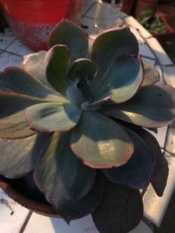 Suculentas