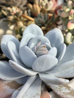 5 Inch Echeveria Laui 