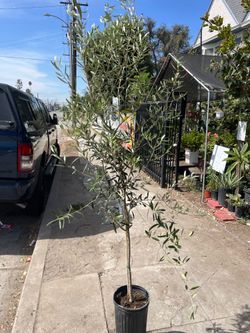 OLIVE TREE/ARBOL DE OLIVA