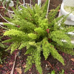 Large Foxtail Fern 