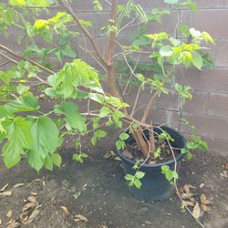 Pakistan Mulberry Tree