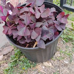 Oxalis  Triangularis Plant 