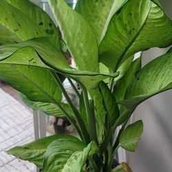 Diffenbachia Camoflauge 