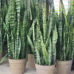 Snake Plants Indoor 3gallones 