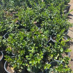 Hedge plant