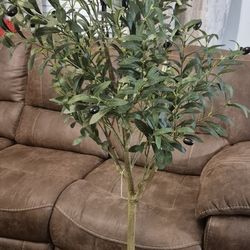 Olive Tree