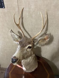 Taxidermy Deer Mount