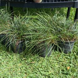 Mondo Grass Plants 