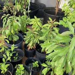 Plants.  Avocado.  Mango.  Lemon.  $20 Each 