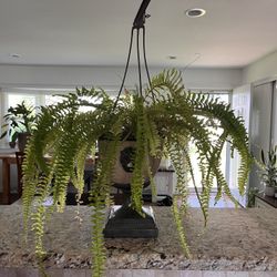 Indoor Plant 