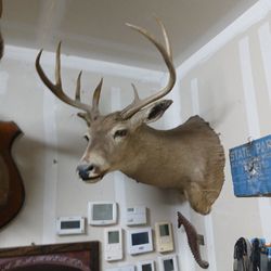 Shoulder Mount Whitetail 