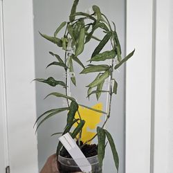 Rare Hoya with flower