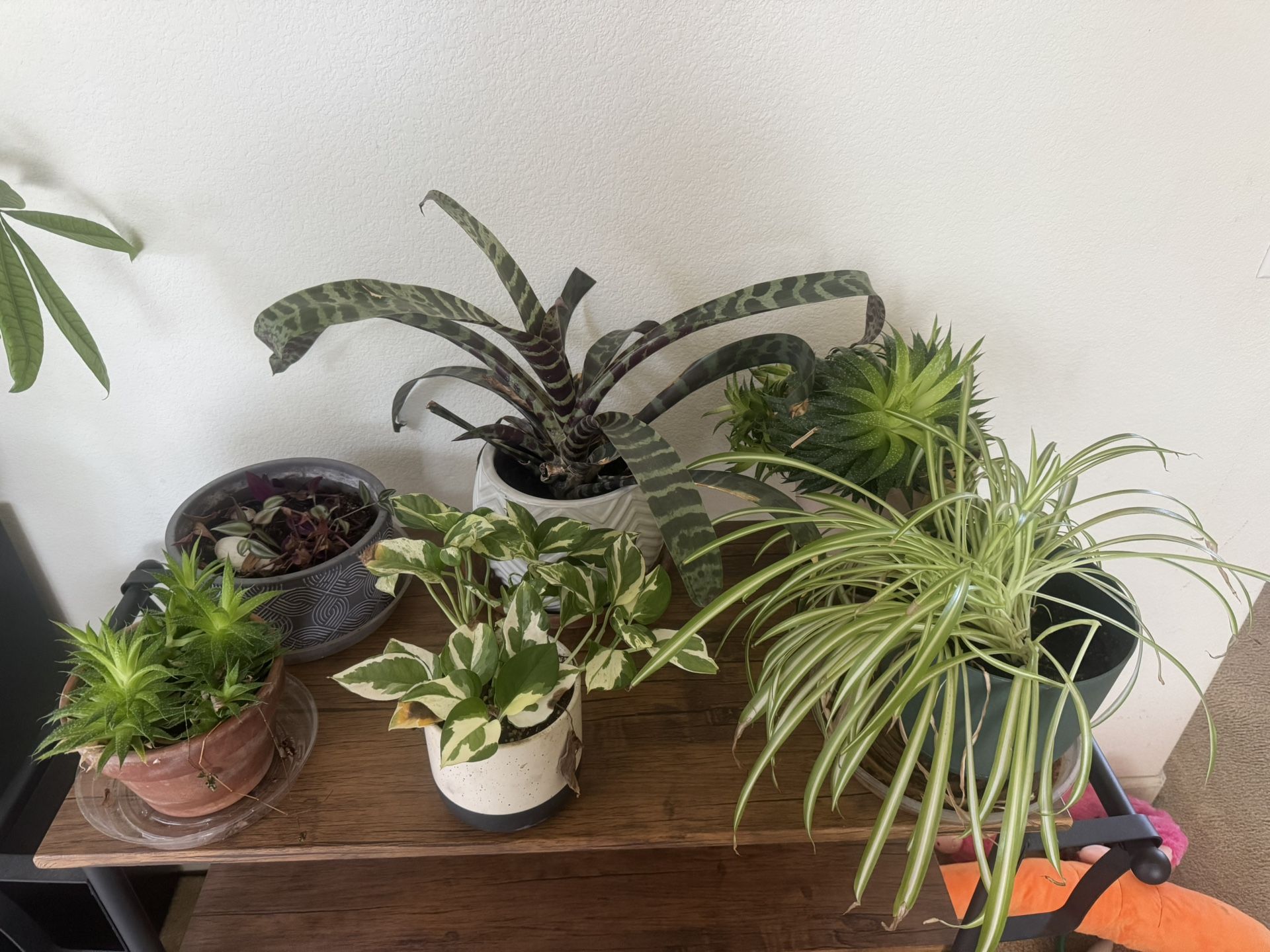 Plant Sale