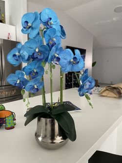 Blue Orchid
